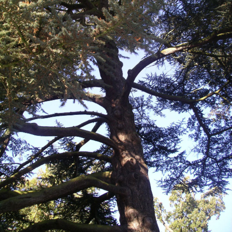 Valkea Cedar