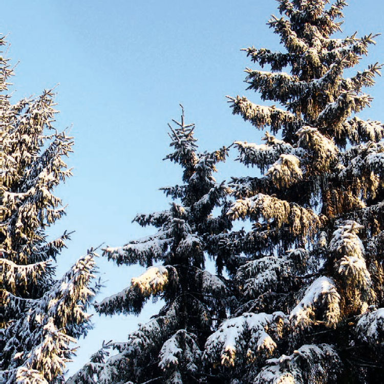 Valkea Nordic Spruce